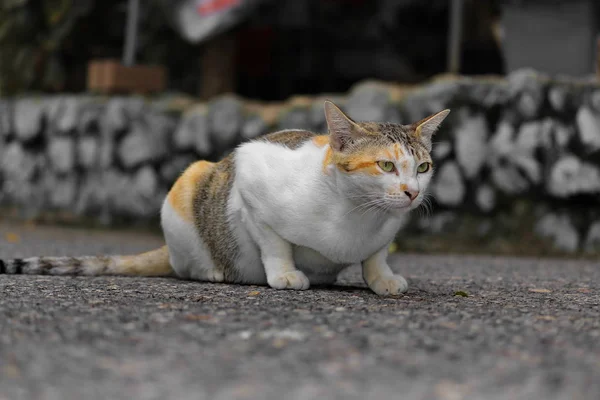 Beauty Cat Natural Distance — Stock Photo, Image