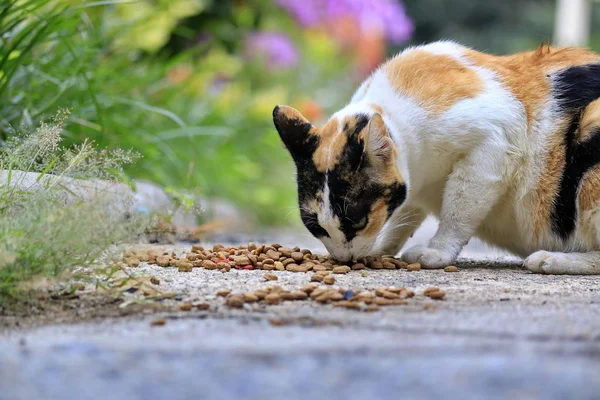 The beauty of the cat in the natural distance.