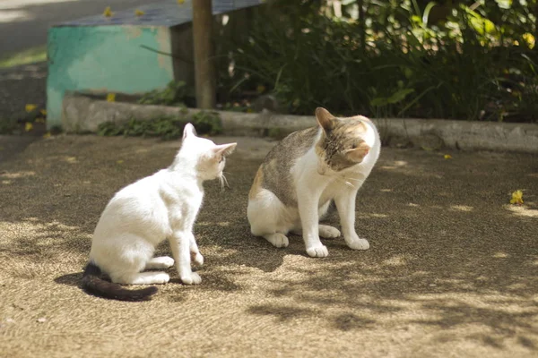 The beauty of the cat in the natural distance.