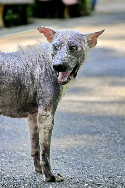 Hund Som Sjuk Hudsjukdomar — Stockfoto