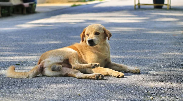 Hunde Die Natürlich Auf Der Straße Liegen — Stockfoto