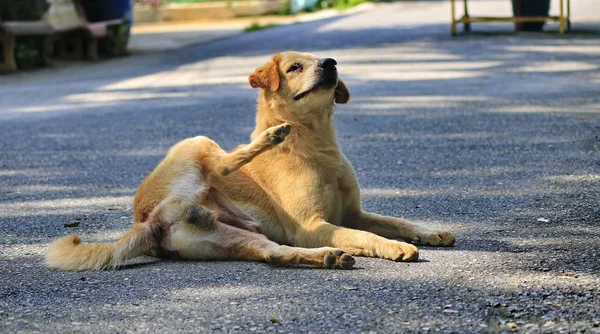 Perros Que Están Tirados Camino Naturalmente — Foto de Stock