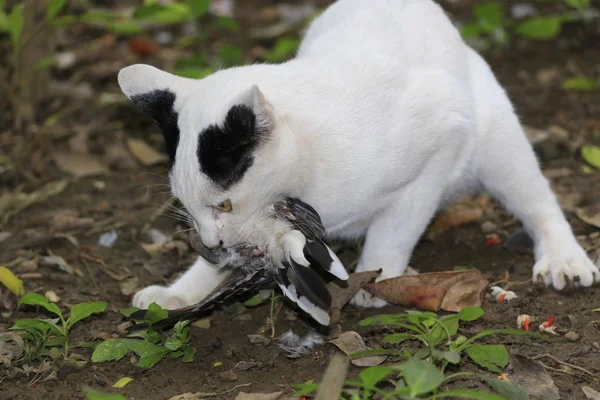 Kat Zijn Jacht Het Eten Van Vogels Het Bos — Stockfoto