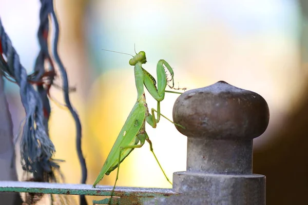 Locust Kolorowe Naturalne Rozmycie Tła — Zdjęcie stockowe