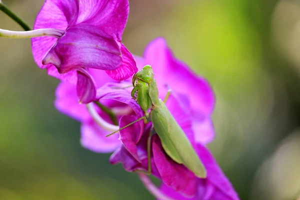 Locust Een Kleurrijke Natuurlijke Achtergrond Wazig — Stockfoto