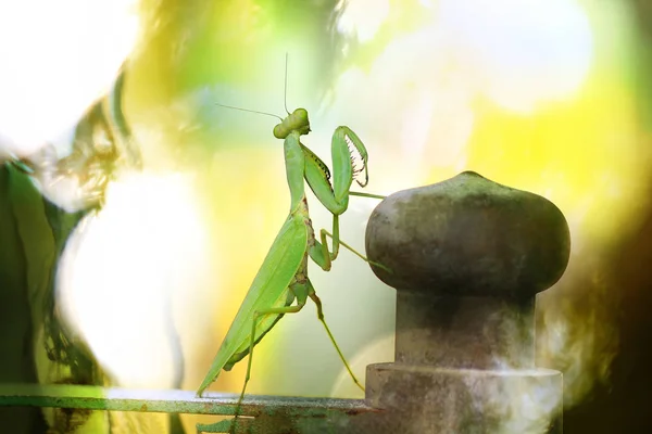 Locust Färgglad Naturlig Oskärpa Bakgrund — Stockfoto