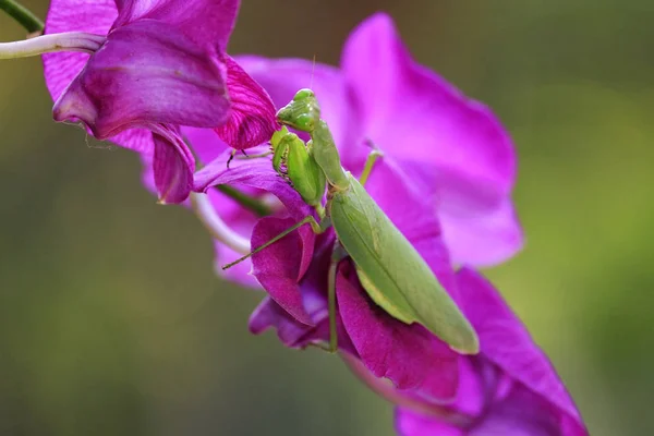 Locust Färgglad Naturlig Oskärpa Bakgrund — Stockfoto