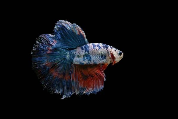 Kleurrijke Vissen Siamese Vechten Vis Een Zwarte Achtergrond Halfmoon Betta — Stockfoto