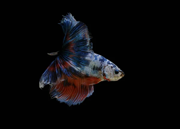 Peixes Siameses Combate Peixes Coloridos Fundo Preto Halfmoon Betta — Fotografia de Stock