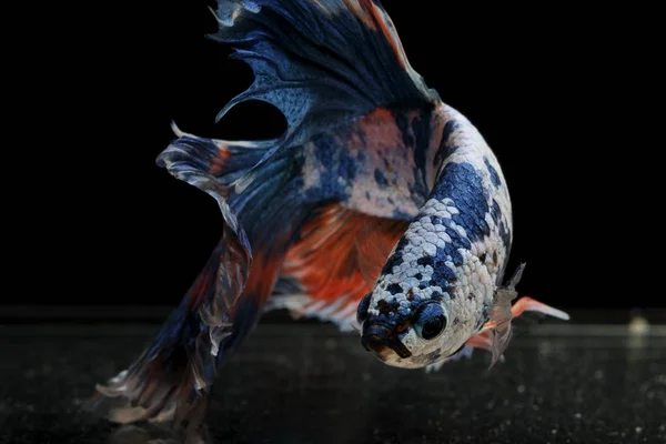 Peixes Siameses Combate Peixes Coloridos Fundo Preto Halfmoon Betta — Fotografia de Stock