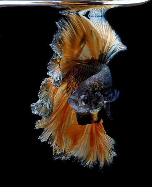 Siamese Fighting Fish Yellew Fish Black Background Betta Splendens Betta — Stock Photo, Image