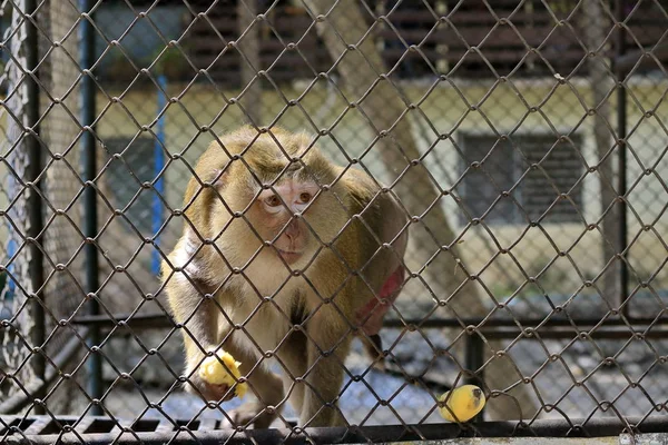 Monyet Yang Terkunci Kandang Makan Pisang — Stok Foto