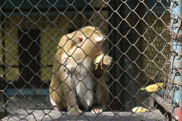 Monyet Yang Terkunci Kandang Makan Pisang — Stok Foto