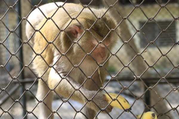 Monyet Yang Terkunci Kandang Makan Pisang — Stok Foto