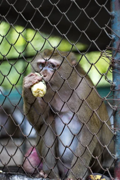 Monyet Yang Terkunci Kandang — Stok Foto