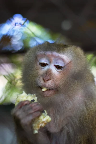 Monyet Yang Terkunci Kandang — Stok Foto