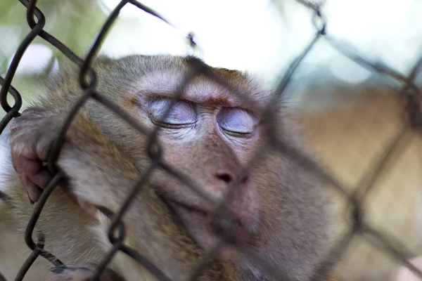 Monyet Yang Terkunci Kandang — Stok Foto