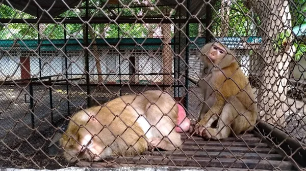 Monyet Yang Terkunci Kandang — Stok Foto