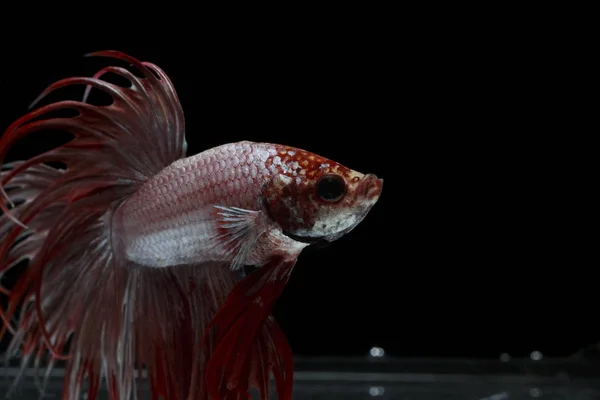 Siamês Peixe Luta Crowntail Peixe Vermelho Fundo Preto Halfmoon Betta — Fotografia de Stock