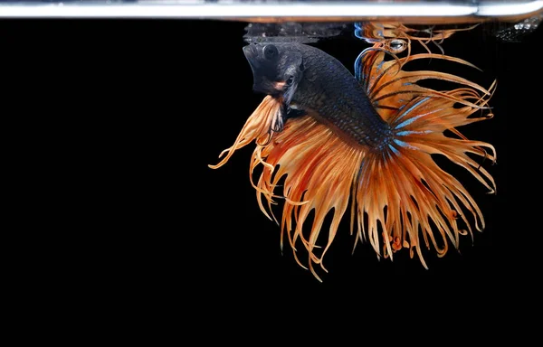 Siamese fighting fish ,Crowntail, yellew fish on a black background, Halfmoon Betta.