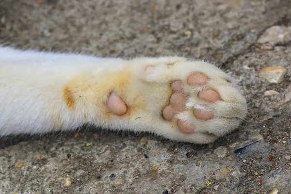 Cat Paw Στην Επιφάνεια Του Φυσικού Δρόμου Κοντά Την Απόσταση — Φωτογραφία Αρχείου