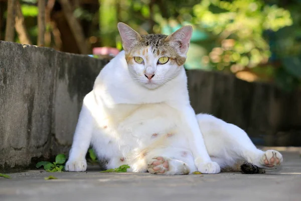 Beauté Chat Dans Distance Naturelle — Photo