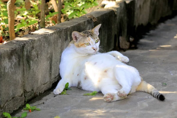 Die Schönheit Der Katze Der Natürlichen Ferne — Stockfoto