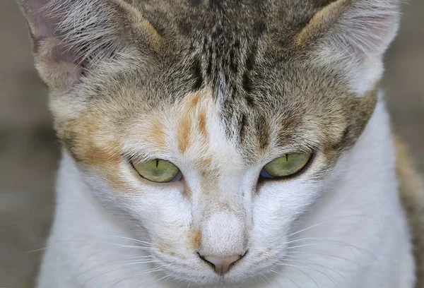 The face of a natural cat close-up.