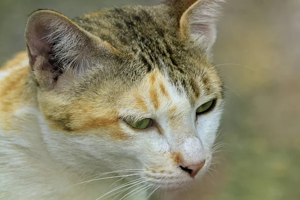 Ansiktet Naturlig Katt Närbild — Stockfoto
