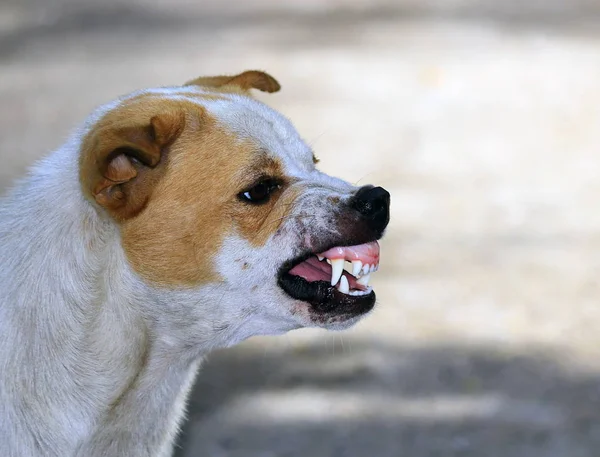 Woeste Hond Zag Angstaanjagende Tanden Kauwen — Stockfoto