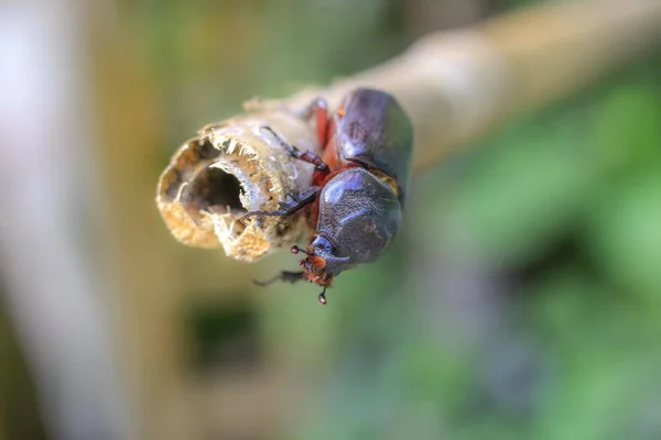 Stag Beetle Naturalnego Piękna Niewyraźne Tło — Zdjęcie stockowe