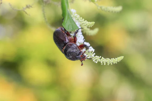 Hirschkäfer Mit Natürlicher Schönheit Vor Verschwommenem Hintergrund — Stockfoto