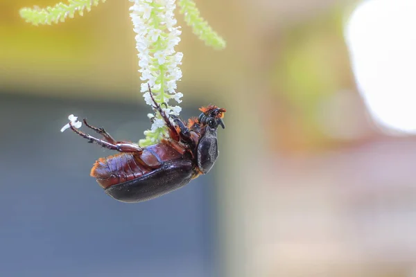 Stag Beetle Naturalnego Piękna Niewyraźne Tło — Zdjęcie stockowe