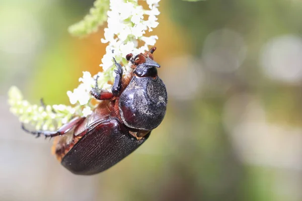 Hirschkäfer Mit Natürlicher Schönheit Vor Verschwommenem Hintergrund — Stockfoto