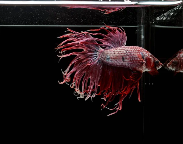 Siamês Peixe Combate Crowntail Peixe Vermelho Sobre Fundo Preto — Fotografia de Stock