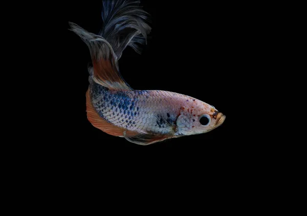 Сиамская Боевая Рыба Красочные Рыбки Черном Фоне Halfmoon Бетта — стоковое фото