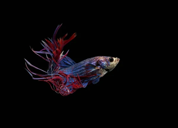 Сиамская Боевая Рыба Crowntail Blue Fish Черный Фон — стоковое фото