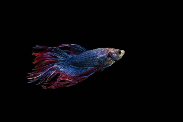Siamese Fighting Fish Crowntail Blue Fish Black Background — Stock Photo, Image