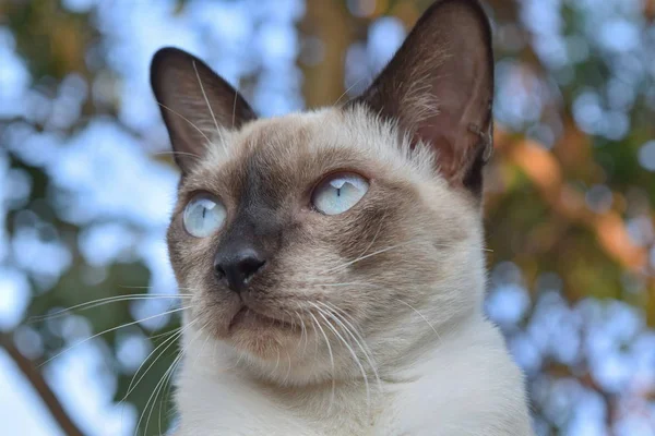 Belleza Del Gato Distancia Natural — Foto de Stock