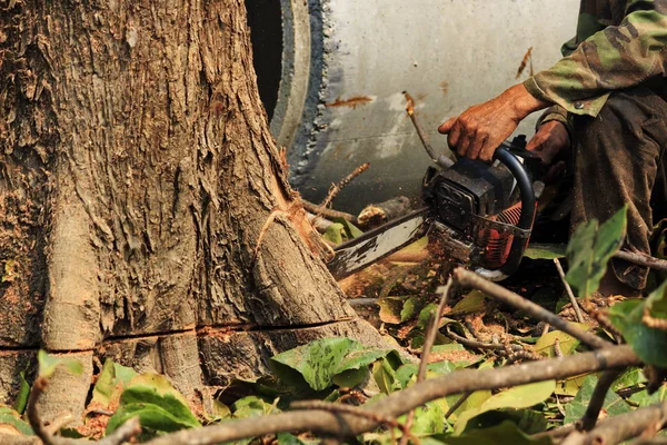 People are cutting down trees with a chainsaw engine.