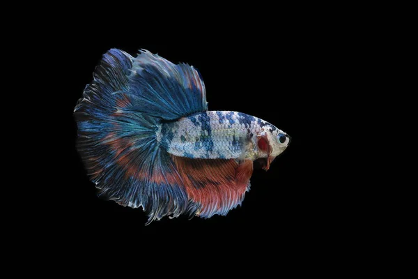 Kleurrijke Vissen Siamese Vechten Vis Een Zwarte Achtergrond Halfmoon Betta — Stockfoto