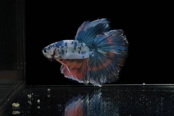 Siamese fighting fish colorful fish on a black background, Halfmoon Betta.