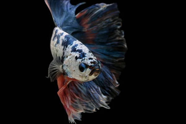 Сіамські Файтинг Риби Різнокольорових Риб Чорному Тлі Бетта Halfmoon — стокове фото