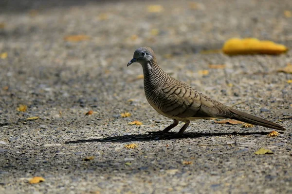 Dove walks for food on the outdoor road.