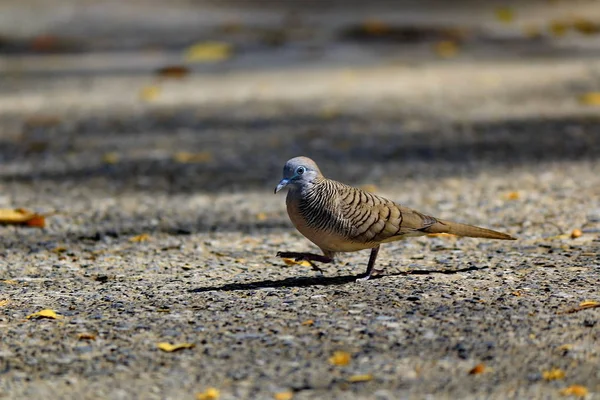 Dove walks for food on the outdoor road.