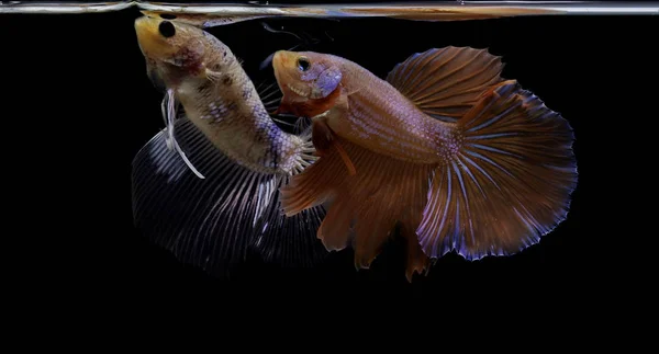 Siamese fighting fish colorful fish on a black background, Halfmoon Betta.