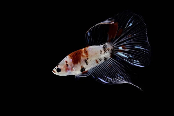 Siamesischer Kampffisch Bunte Fische Auf Schwarzem Hintergrund Halbmond Betta — Stockfoto
