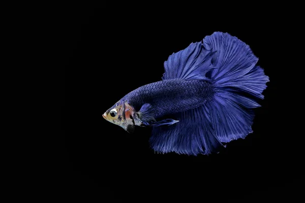 Siamese Fighting Fish Blue Vis Zwarte Achtergrond Betta Splendens Halfmoon — Stockfoto