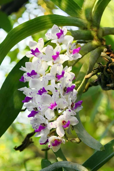 Witte Orchidee Bloemblaadjes Paars Prachtige Natuur — Stockfoto