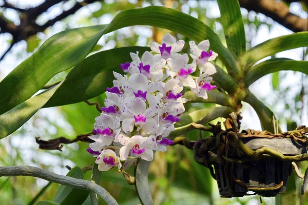 Witte Orchidee Bloemblaadjes Paars Prachtige Natuur — Stockfoto